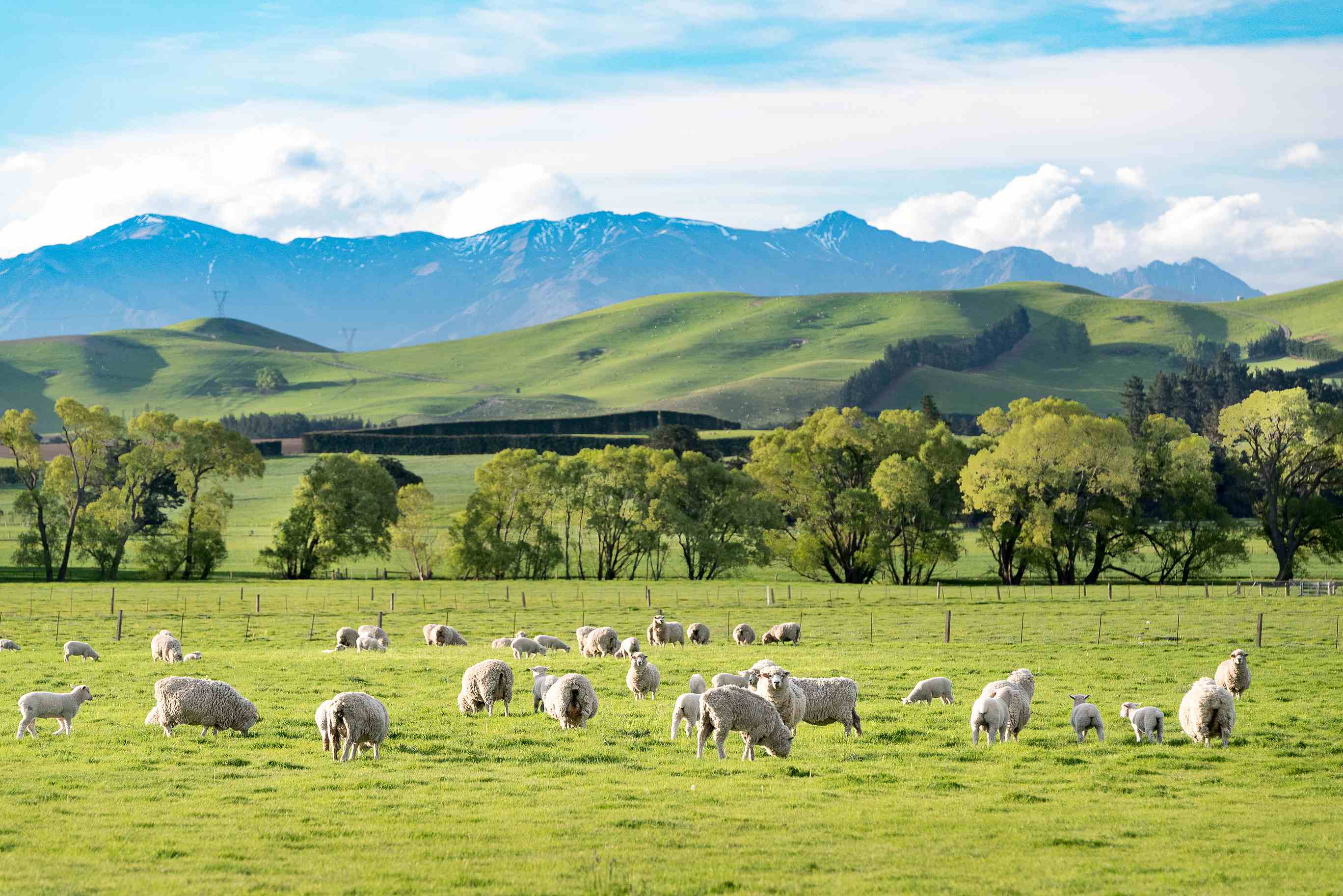 花瓣素材_新西兰风景_166134342 (1)